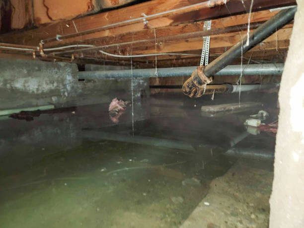 Best Fire Damage Restoration  in Scandia, MN