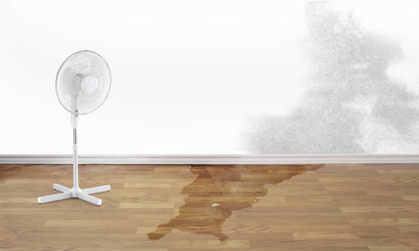 Best Water damage cleanup near me  in Scandia, MN